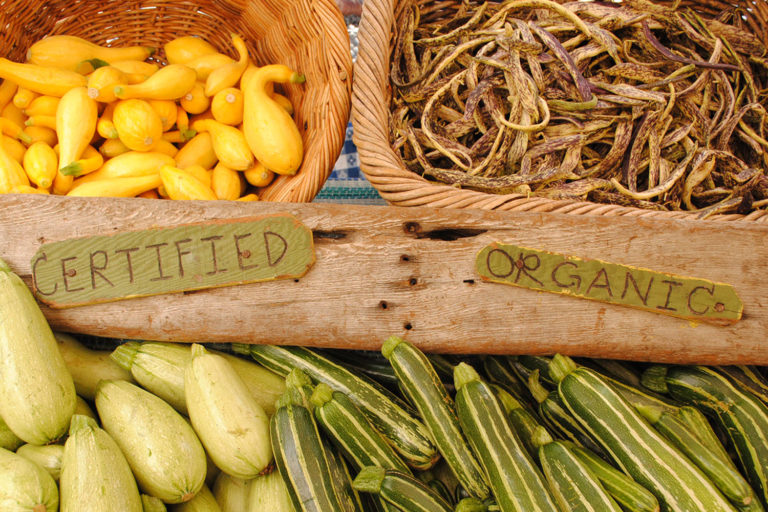 A farmers market stand of summer squash and beans with a sign that says "Certified Organic"
